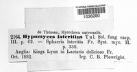 Hypomyces lateritius image